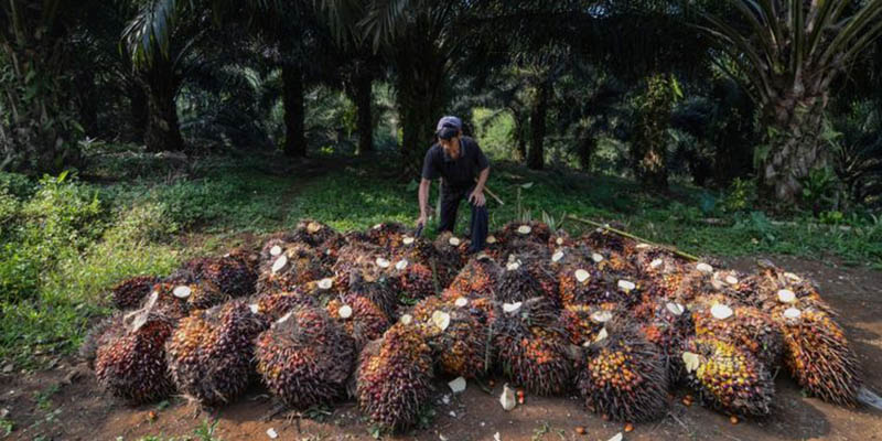 Harga CPO Merosot 2,42 Persen