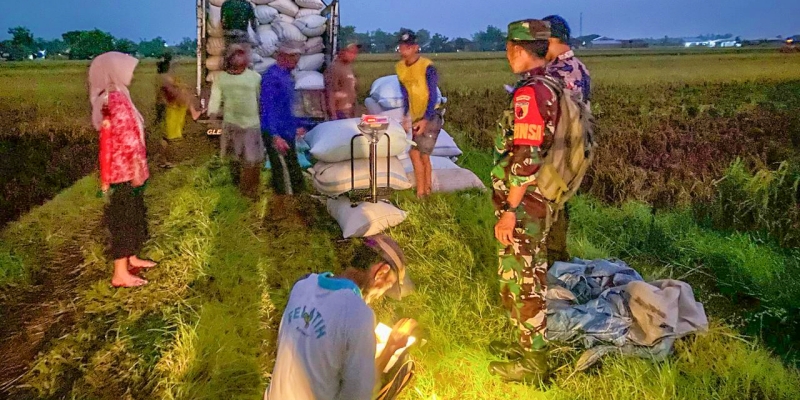 Jelang Puncak Panen Raya, Serapan Gabah Bulog Tembus 300.000 Ton Setara Beras