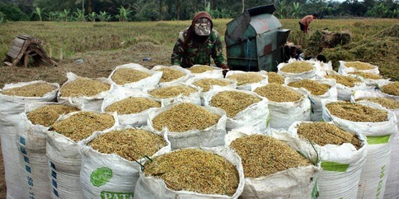 Petani di Madiun Keluhkan Lambatnya Serapan Bulog