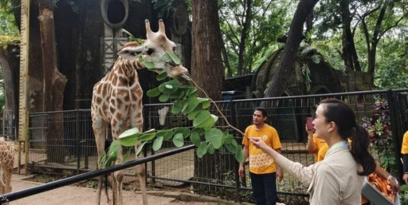 Ragunan Dikunjungi Hampir Setengah Juta Wisatawan