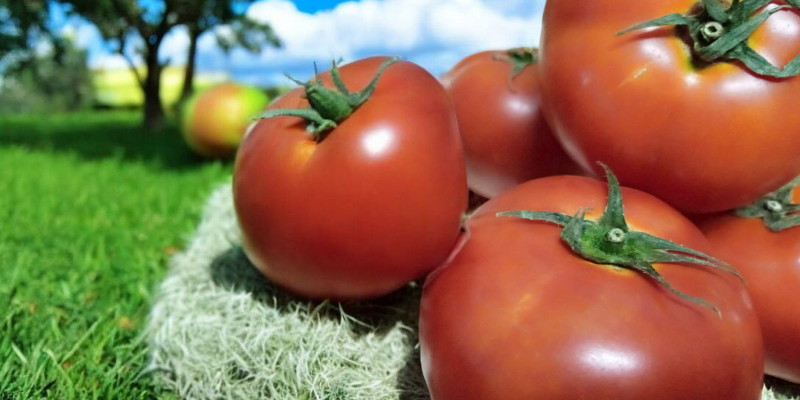 Amerika Serikat Naikkan Pajak Impor Tomat Meksiko