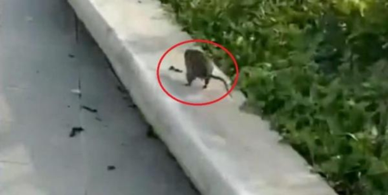 IKN Diserbu Hama Tikus, Warganet: Tanda-tanda Alam