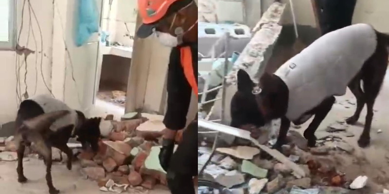 Tim K9 Polri Berhasil Temukan 1 Korban Gempa Myanmar