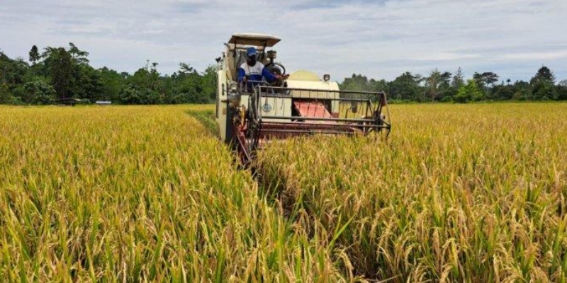BPS: Indeks Harga Naik, Nilai Tukar Petani Terdongkrak 0,22 Persen di Maret 2025