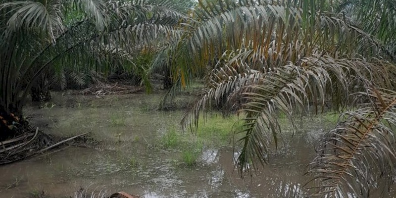Langkah Prabowo Tertibkan Kebun Sawit Ilegal <i>On The Track</i>