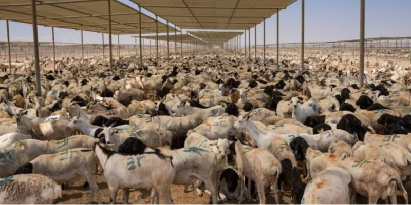 Mafia Dam di Tanah Suci