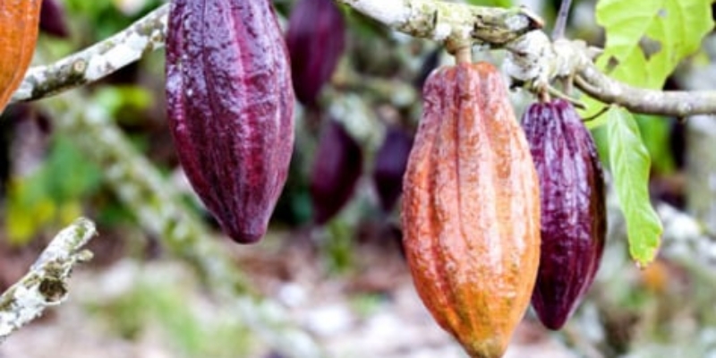 Harga Kakao Mulai Stabil tapi Krisis Belum Berakhir