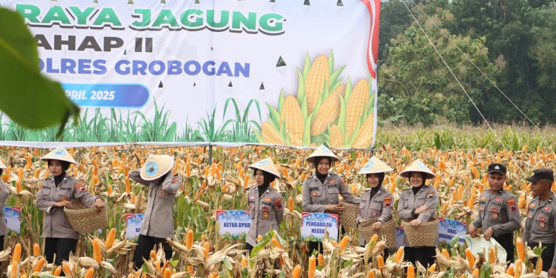 Polres Grobogan Gelar Panen Raya Jagung di Lahan 274 Hektare