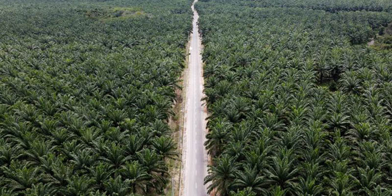 Meredefinisi Ulang Hutan yang Kacau Balau Sejak Zaman Kolonial hingga Era Jokowi