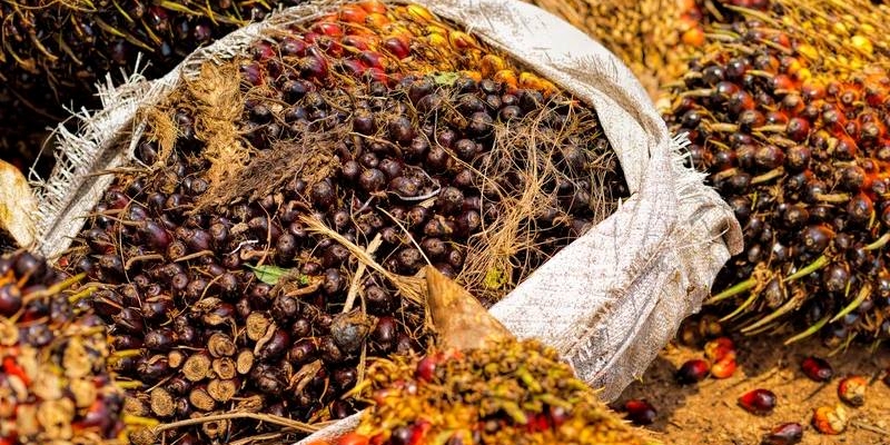 Terbebani Pelemahan Harga Minyak Kedelai, CPO Berjangka Malaysia Anjlok