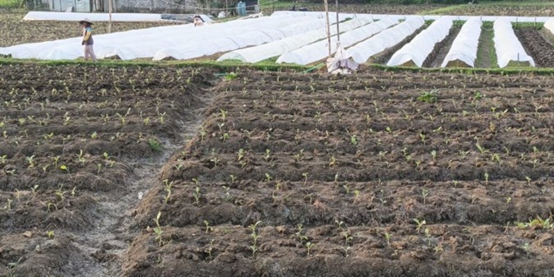 Petani Tembakau di Rembang Meringis Imbas Curah Hujan Tinggi