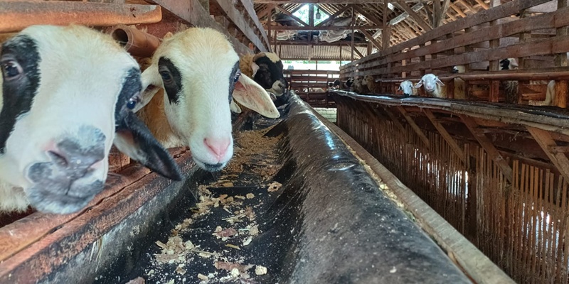 Dompet Dhuafa Bantu Peternak Raup Cuan Jelang Idul Kurban