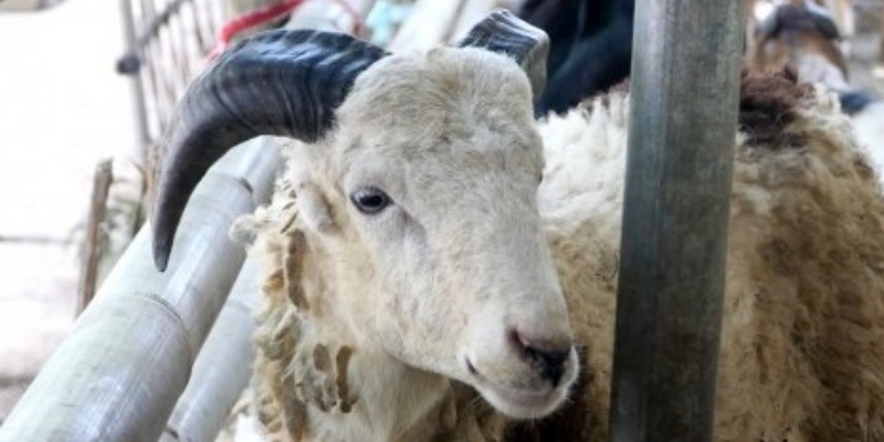 Bandar Lampung Butuh Tujuh Ribu Ekor Hewan Kurban