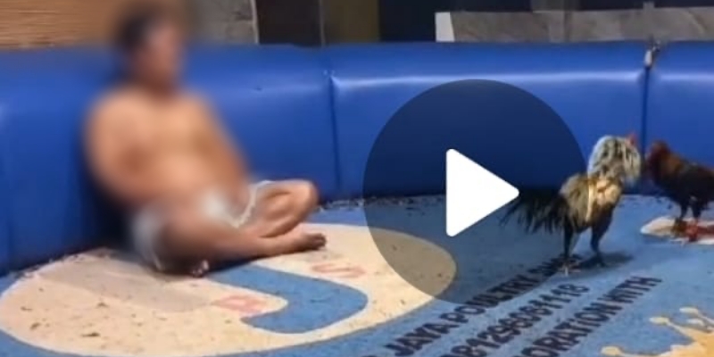 Anggota DPRD M Idris yang Viral Gegara Tuduhan Judi Sabung Ayam: Lapor ke Malaikat Sekalian