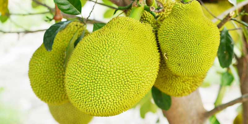 China Perketat Aturan Impor, Harga Nangka Vietnam Anjlok