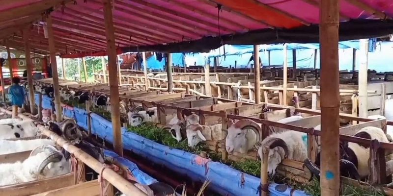 Pemotongan Hewan Kurban Diingatkan Tak Cemari Lingkungan