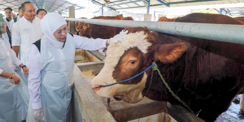 Khofifah Pastikan Hewan Kurban di Jatim Bebas PMK