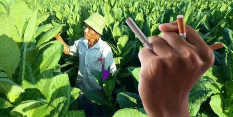 Tambang Emas Tembakau Madura Minus Keadilan Sosial