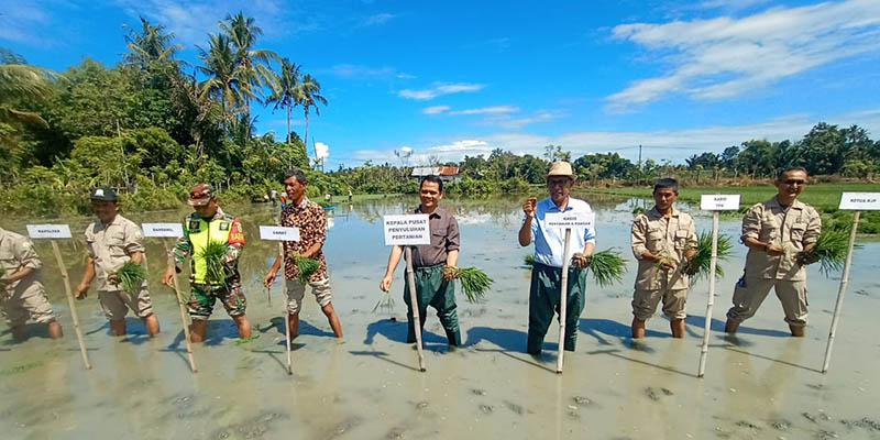 Gerakan Tanam Padi Serentak di Kabupaten Pidie Dorong Swasembada Pangan