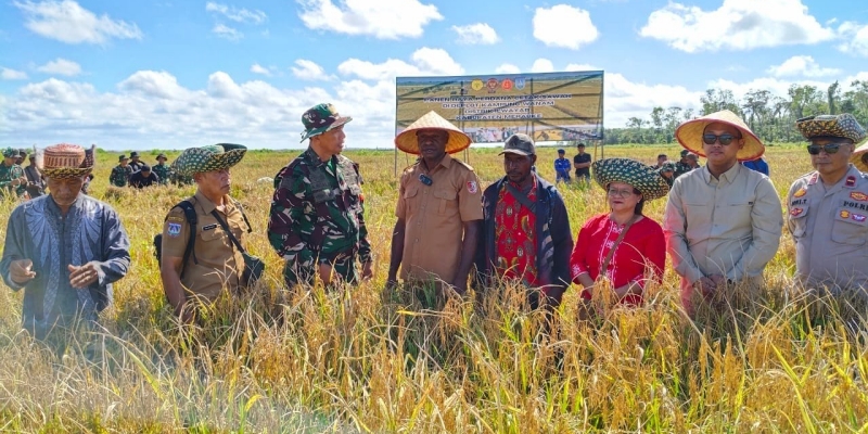 Habis Gelap Terbitlah Terang, Tanah Wanam Panen Perdana Lumbung Pangan
