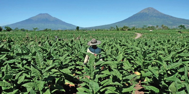 Harus Ada Langkah Konkret Selamatkan Pertembakauan Nasional