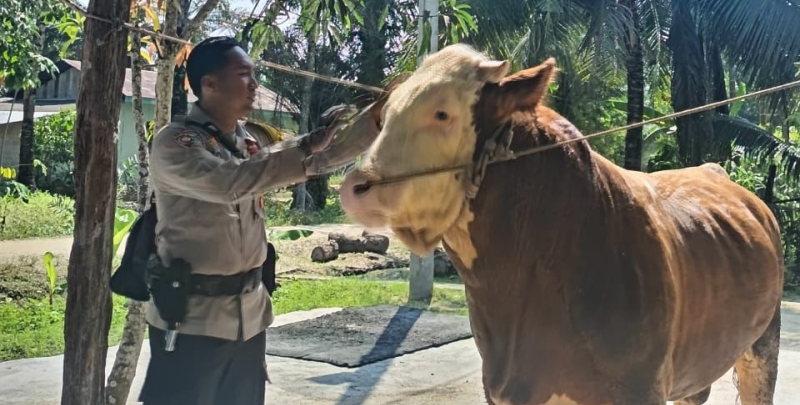 Prabowo Beli Sapi Milik Bhabinkamtibmas jadi Hewan Kurban