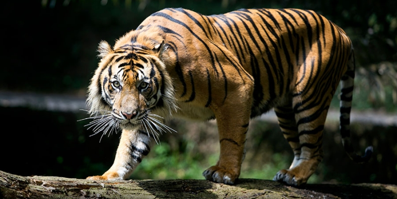 Tiga Sapi Diterkam Harimau di Langkat