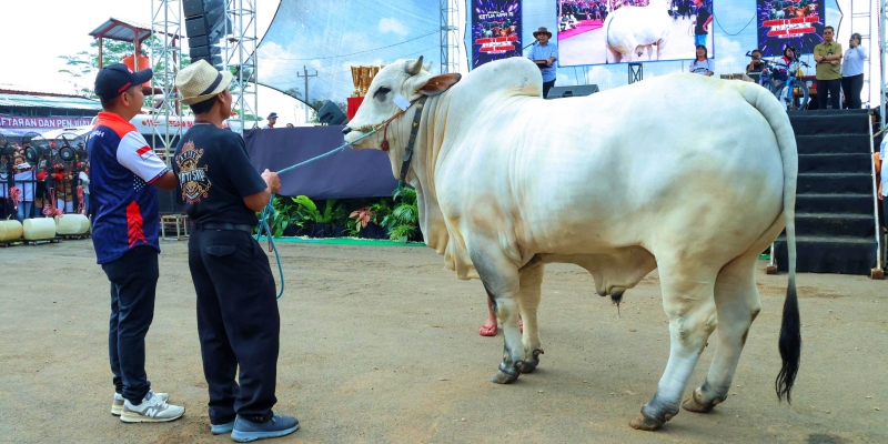 Hampir 1.000 Sapi Dibeli Prabowo, APPSI: Kami Merasa Naik Kelas