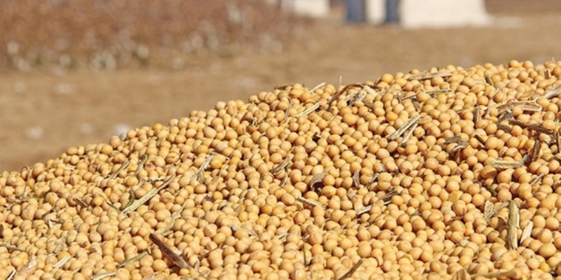 Pasokan Melimpah, Harga Kedelai Berjangka Melemah