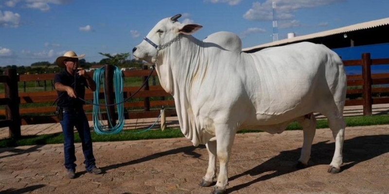 Termahal di Dunia, Sapi Brasil Ini Dibanderol Rp65 Miliar