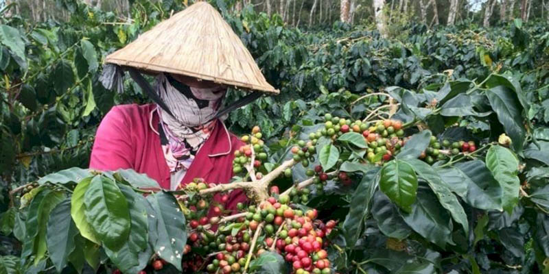 Fluktuasi Harga Kopi di Lampung Barat Cukup Tajam, Ini Penyebabnya