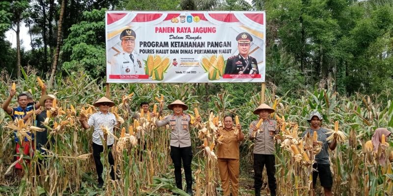 Swasembada Pangan, Polres Halmahera Utara Panen Jagung Puluhan Ton