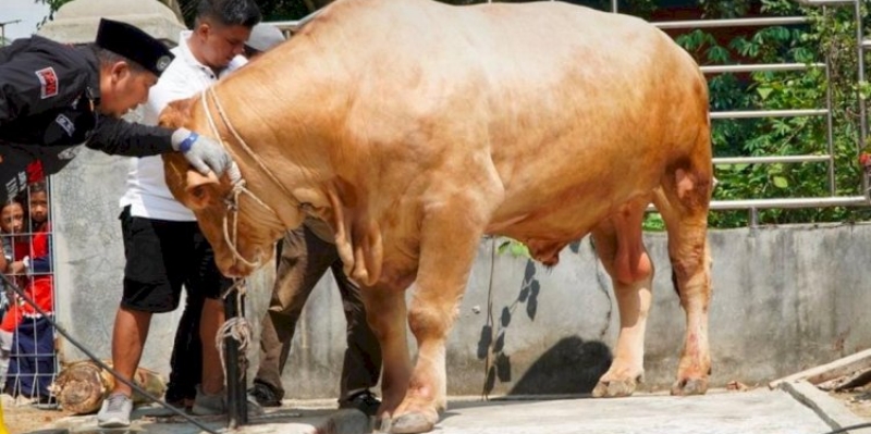 Sapi Kurban Prabowo Disembelih Juleha Tulang Bawang Tengah