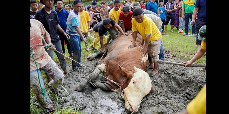 Saat Panitia Dibikin Kerepotan oleh Sapi Kurban Presiden Berbobot 1,3 Ton