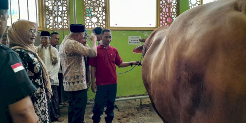 Lampung Terima 16 Sapi Kurban dari Presiden Prabowo, Salah Satunya Berbobot 1 Ton
