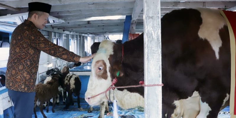 Hewan Kurban Prabowo Diberangkatkan ke Kepulauan Seribu