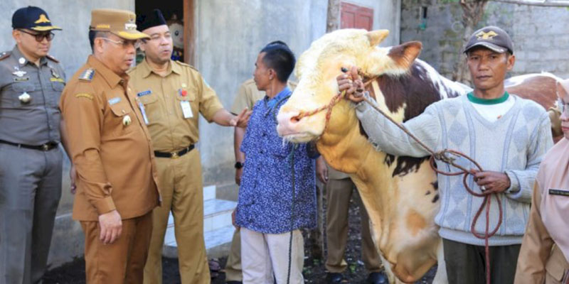 Probolinggo Dapat Sapi Kurban Presiden Prabowo Jenis Simmental 994 Kg