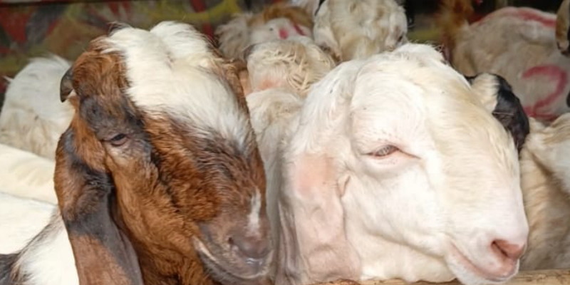 Berkurban, Bahasa Refleksi Pemimpin