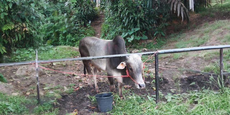 Prabowo dan Muzani Kompak Kirim Hewan Kurban ke Majelis Zikir Azzikra Sentul Bogor