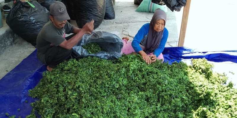 Budidaya Rumput Laut di Maluku Songsong Ekonomi Biru Nasional