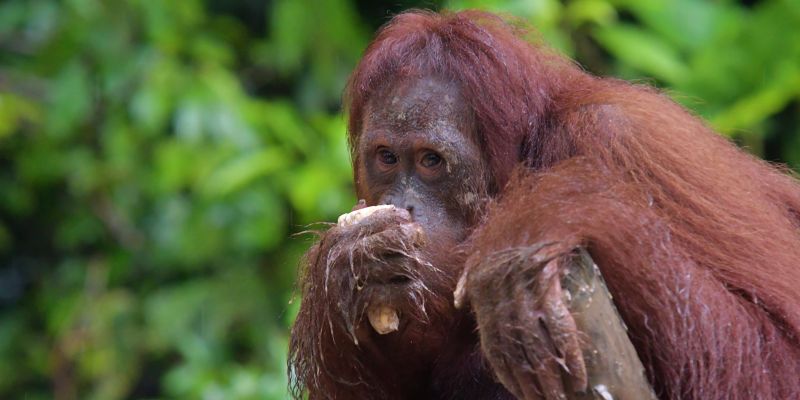 Krisis Habitat Satwa, PalmCo Komitmen Rehabilitasi Orang Utan di Kalimantan