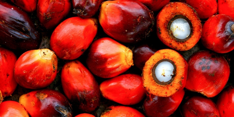 SDM Jadi Peran Kunci Hilirisasi, Ekspor Produk Turunan Sawit Naik Drastis