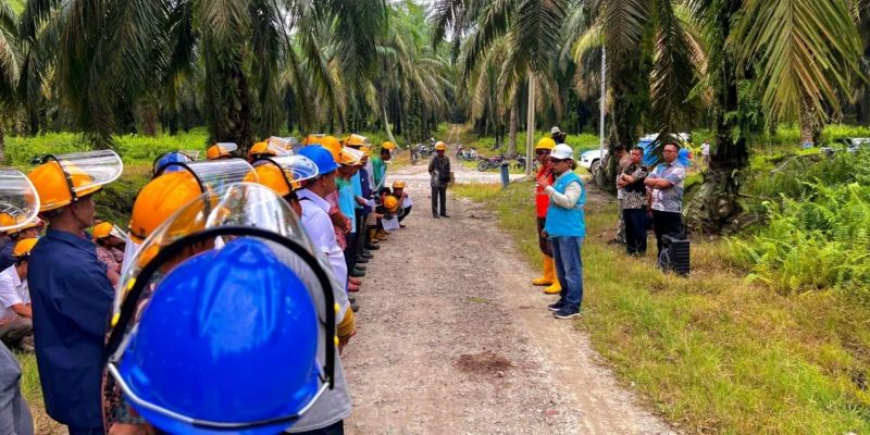 Gandeng PLN, PTPN IV PalmCo Edukasi Keselamatan Panen pada Pekerja
