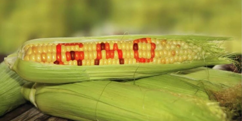 Impor GMO, Impor Penyakit