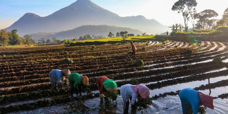 BRI Kucurkan KUR Rp83,38 Triliun, Didominasi Sektor Pertanian