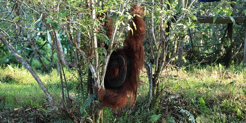 Pertamina Group Kembangkan Pusat Rehabilitasi Orangutan di Kaltim