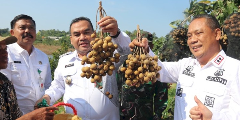 Panen Kelengkeng di Blora Sukses Datangkan Omzet Hingga Miliaran Rupiah