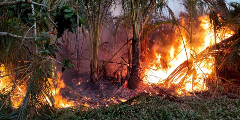 Pemerintah Harus Maksimalkan Anggaran Tangani Karhutla