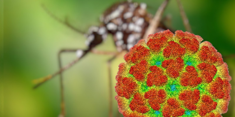 China Siaga Wabah Chikungunya, Ribuan Kasus Terdeteksi di Guangdong