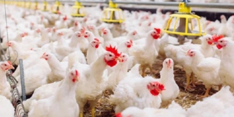 Arab Saudi dan Chili Cabut Larangan Impor Unggas Brasil